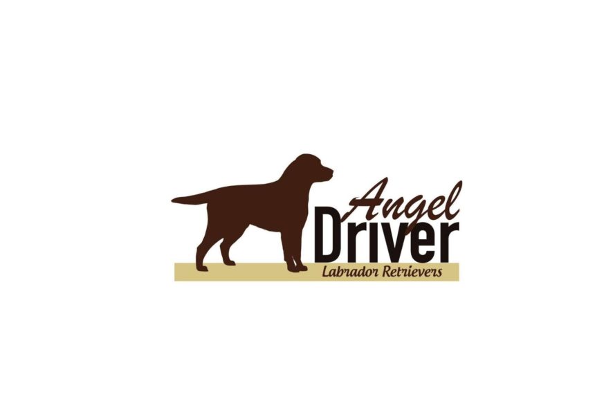 λογότυπο Angel driver
